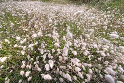 exploding grass (Lagurus ovatus)