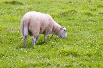 sheep in wild green meadow