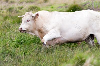 bull walking in high meadow