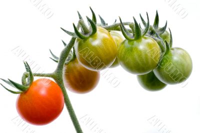 cherry tomato cluster on white