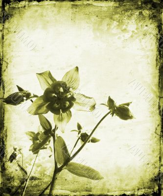 Floral grunge