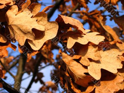 Winter young oak with dry leafs