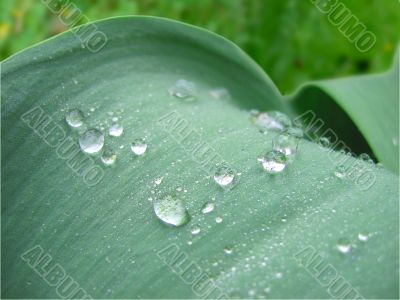 Early shiny dew on flower