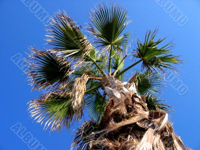Tropical palm on blue sky