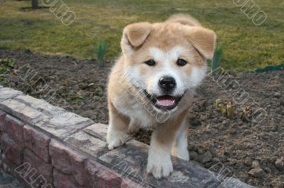 Puppys Japan Akita-Inu