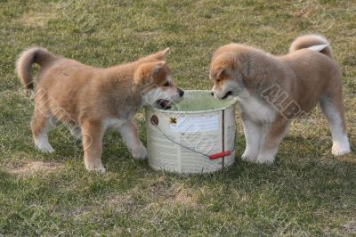 Puppys Japan Akita-Inu