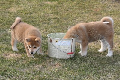 Puppys Japan Akita-Inu