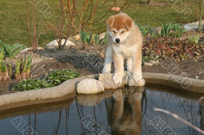 Puppys Japan Akita-Inu