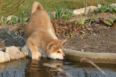 Puppys Japan Akita-Inu
