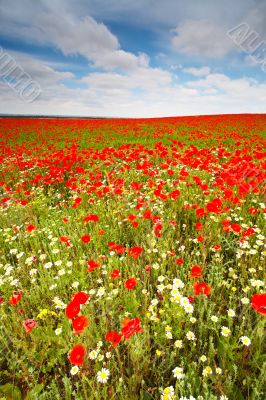 Wild poppies field