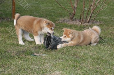 Puppys Japan Akita-Inu