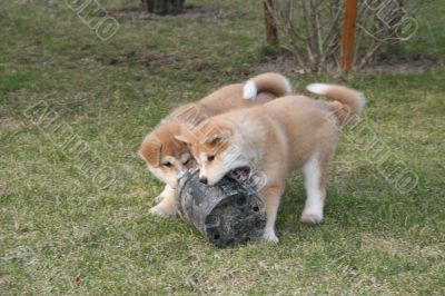 Puppys Japan Akita-Inu