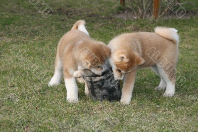 Puppys Japan Akita-Inu