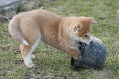 Puppys Japan Akita-Inu