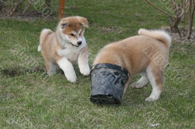 Puppys Japan Akita-Inu