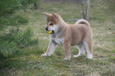 Puppys Japan Akita-Inu