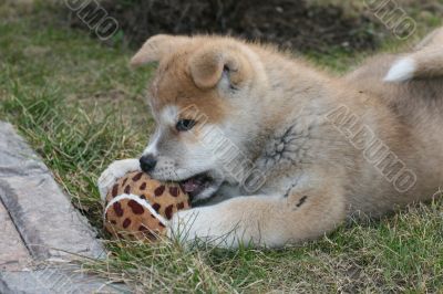 Puppys Japan Akita-Inu