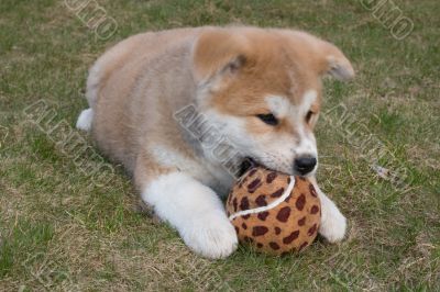 Puppys Japan Akita-Inu