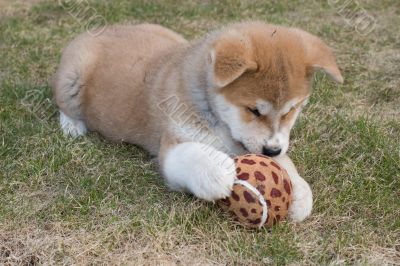 Puppys Japan Akita-Inu