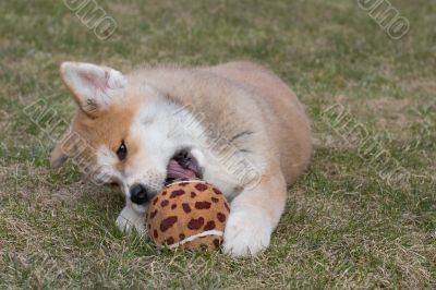 Puppys Japan Akita-Inu