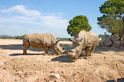 Two Rhinos