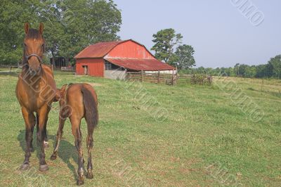 A Horse and Foal