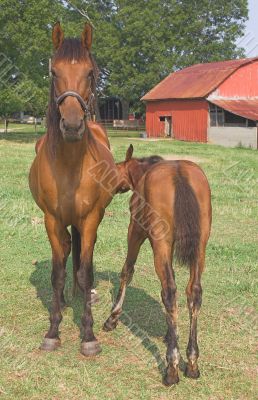 A Horse and Foal