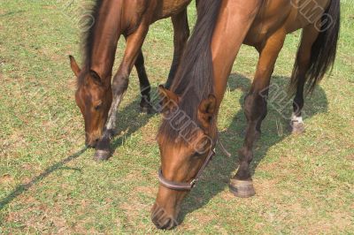 A Horse and Foal