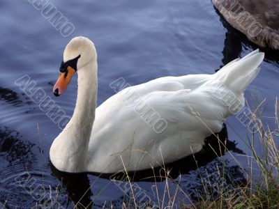 Beautiful Swan