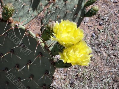  prickly pear cactus with 2 open blooms