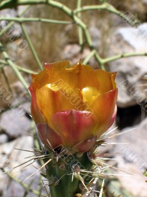  pinks and golden hues of Spring cactus bloom