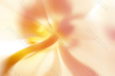 abstract flower