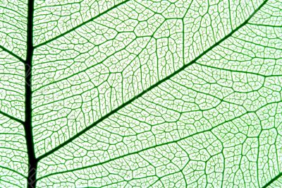 leaf texture
