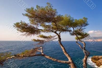 Tree on coast