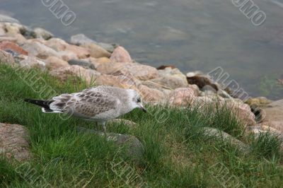 The young seagull