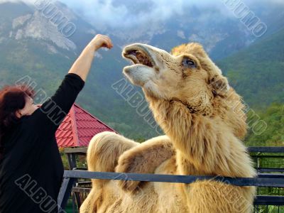 Woman feeding camel