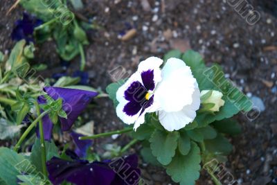 flower