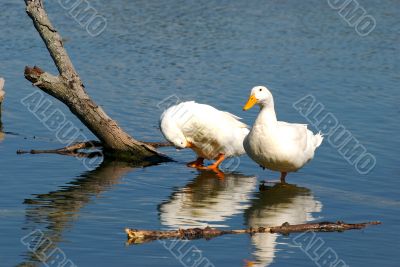 ducks