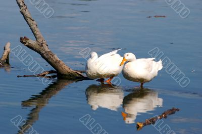 ducks