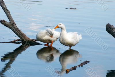 ducks