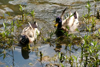 ducks