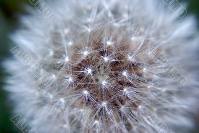 dandelion