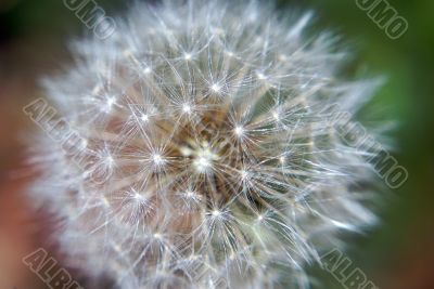 dandelion