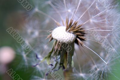 dandelion