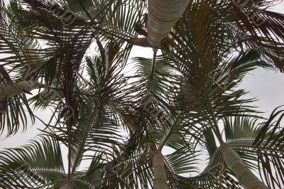 Palm crones