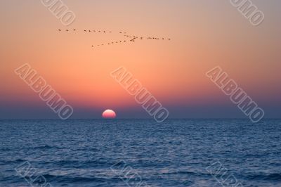 Cranes above the sea.