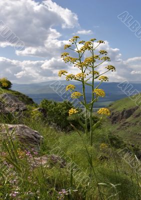 Salutary flower
