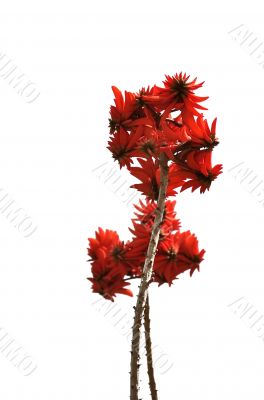 Blossoming branch.