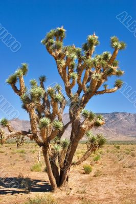 The inhabitant of desert.