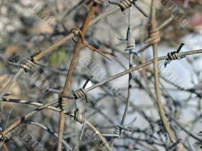 barbed wire